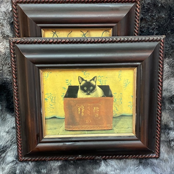 2 Miss Meka Cat Picture Paul Stagg The Bombay Company Stephanie Hoppen - Picture 2 of 16